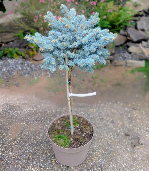 Picea pungens 'Glauca Globosa'